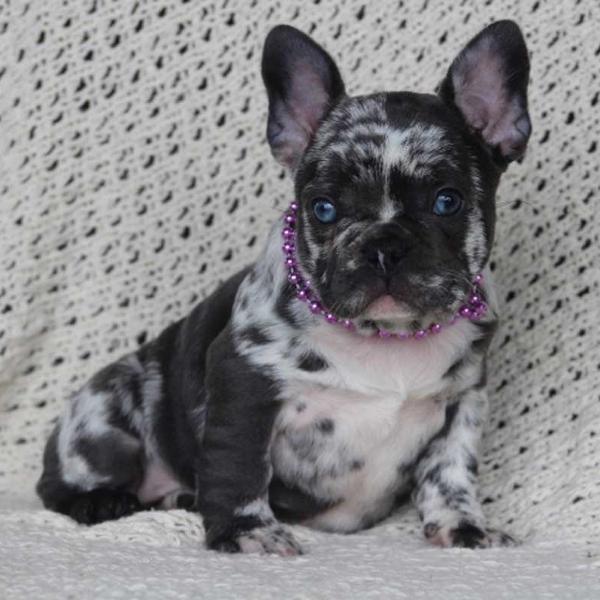 Sebec, Maine AKC French Bulldog Pups Pups from Blue Diamond Kennels.